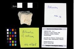 Foto (Objekt + Etikett) von Pithonoton cf. rusticum (Patrulius, 1966)  (NHMW-GEO-1990-0041-2598)
